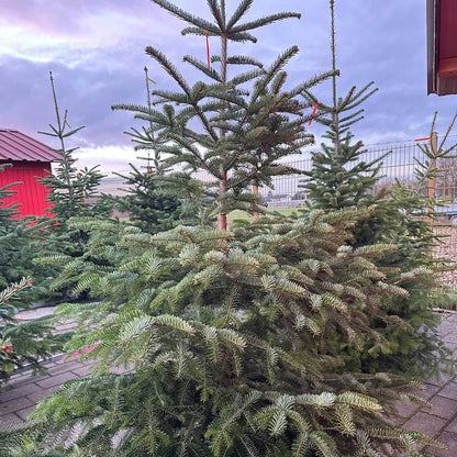 Weihnachtsbaum